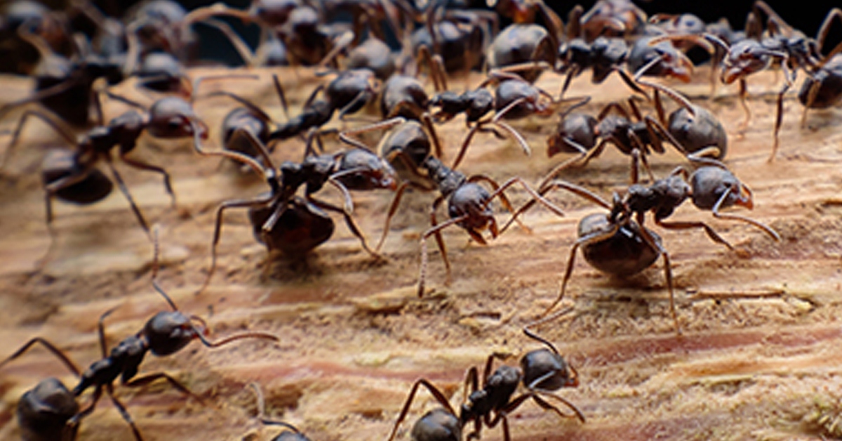 Carpenter Ant Damage: Warning Signs, Prevention, and Protection for Your Home