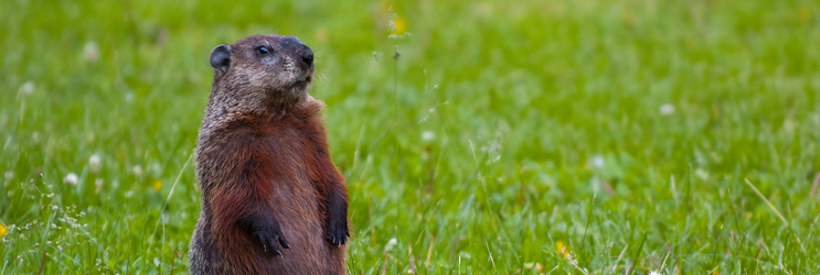 Groundhog Control