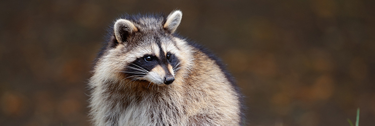 raccoon Control, Animal Control
