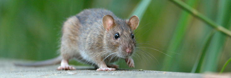 Rat Control, Animal Control