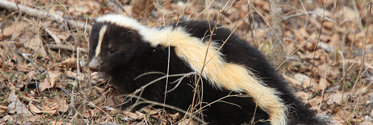 skunk Control, Animal Control, Skunks
