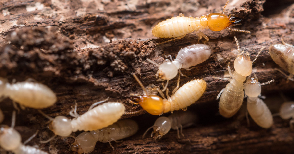 Keeping Your Home Termite-Free This Spring