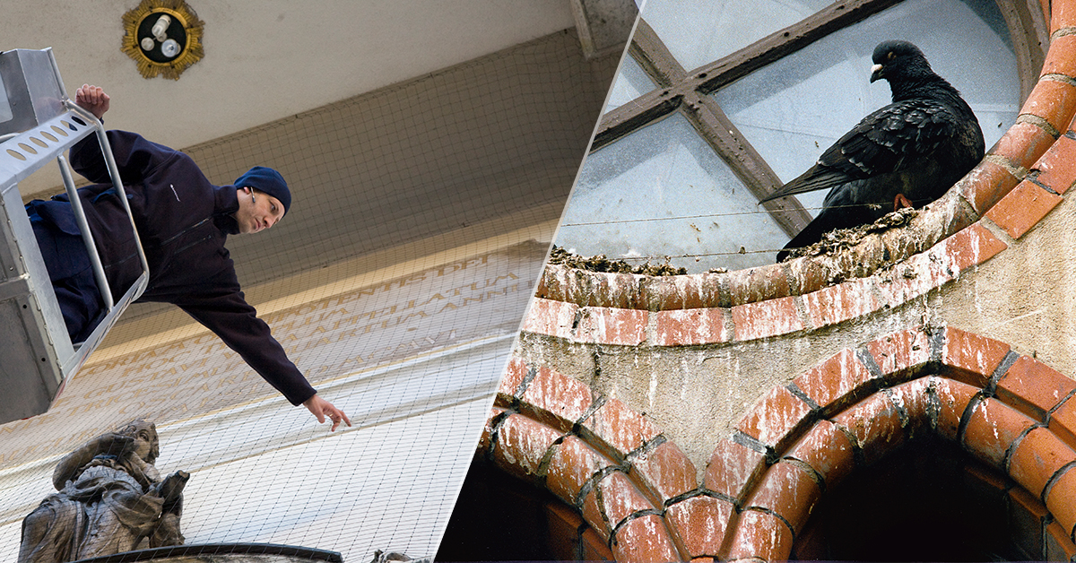 Problems Pest Birds Bring to Homes and Businesses