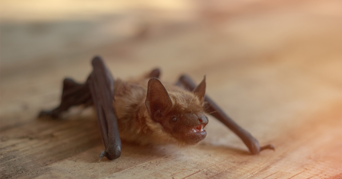How to Keep Bats Away From Your Home