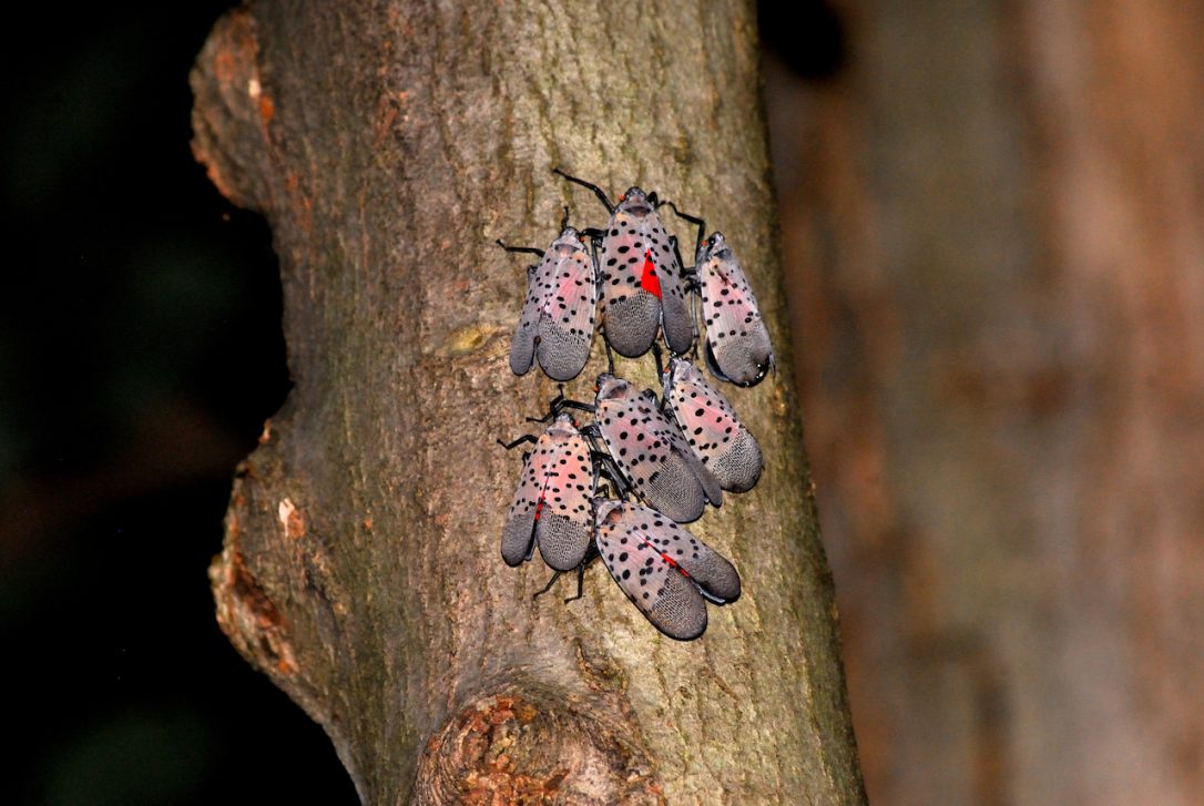 Spotted lanternflies (Lycorma delicatula)