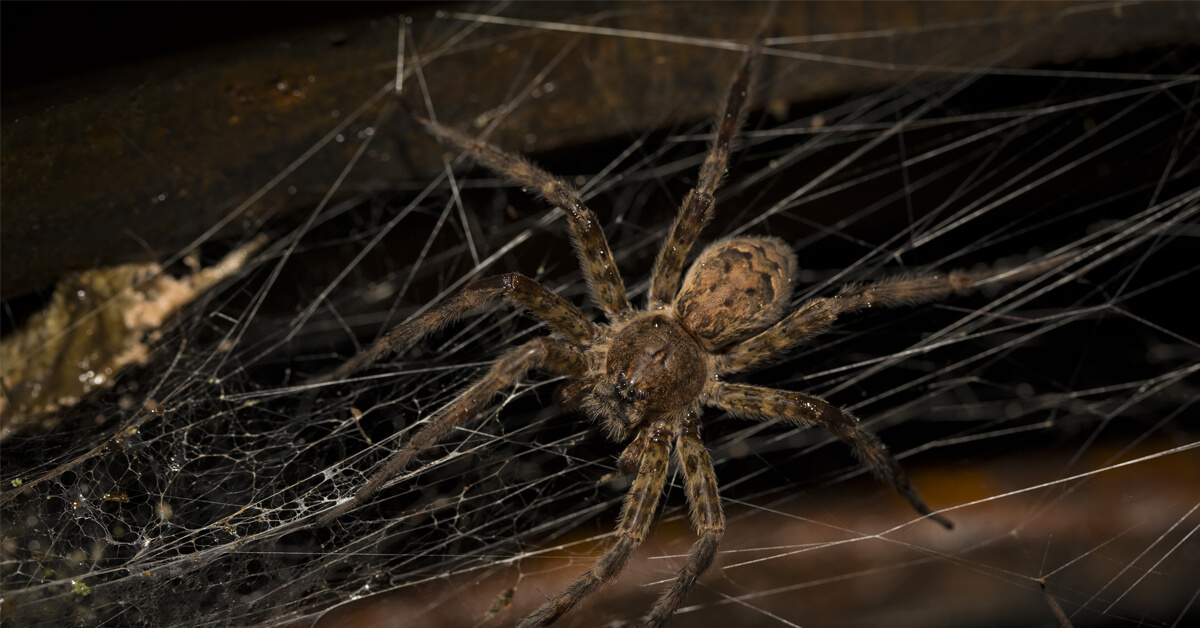 Signs of Pest Infestations to Look Out For