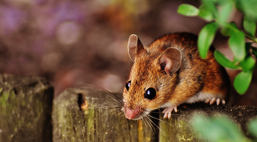 How to Keep Mice Out of Your Home This Fall
