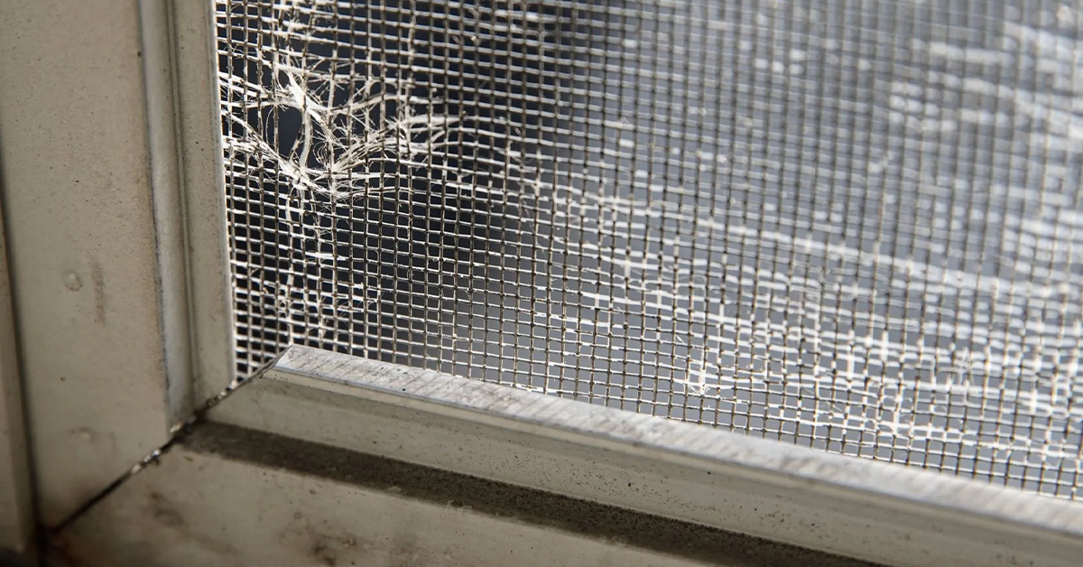 How to Prevent Stink Bugs From Invading Your Home This Fall