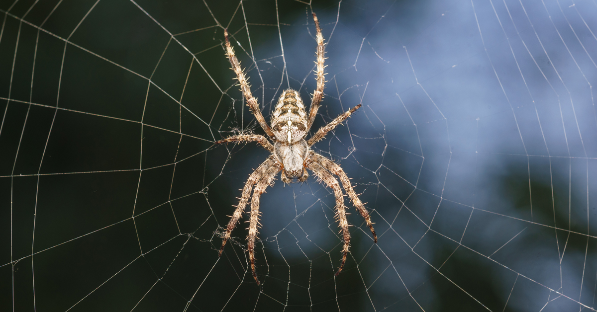 How to Get Rid of Spiders in Your Home and Keep Them Out Year-Round