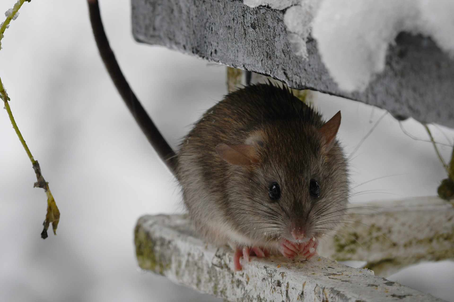 Winter Pest Prevention: Why Year-Round Pest Control Matters