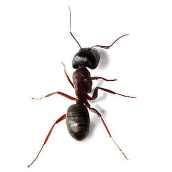 Ants in Delaware