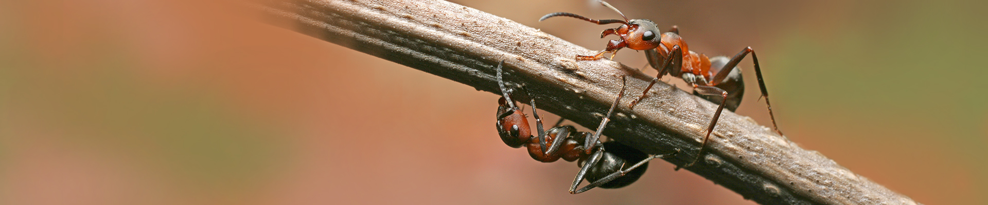 Ant Control Utah