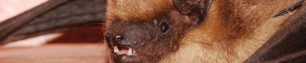 Bat Treatment NJ PA DE MD