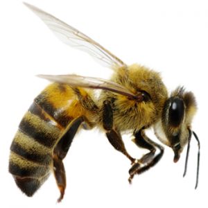 Residential Bee Exterminator | Viking Pest Control