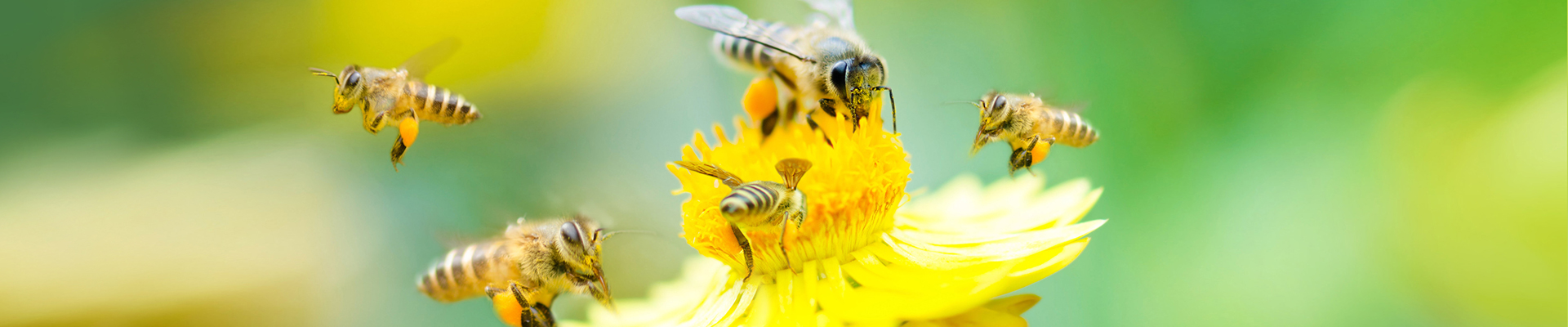 Bee Exterminator MD PA DE NJ