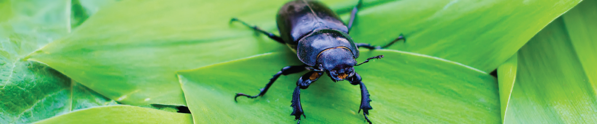 Beetle Exterminator NJ PA DE MD