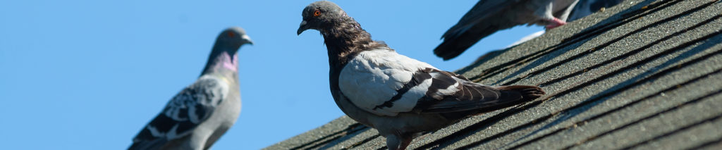 Commercial Bird Control | Viking Pest Control
