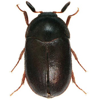 Beetles in Pennsylvania
