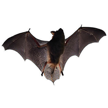 Bats in Pennsylvania