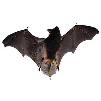 Bats