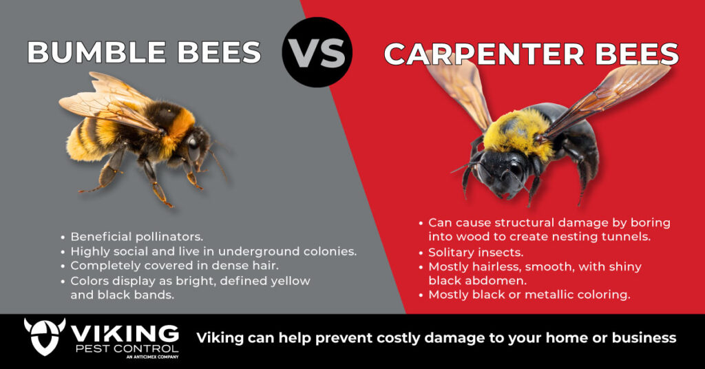 Bumblebee vs. Carpenter Bee Comparison - Viking Pest Control