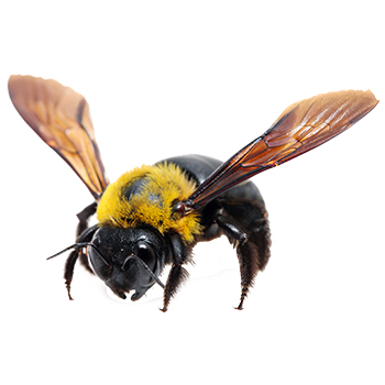 Carpenter Bees in Pennsylvania