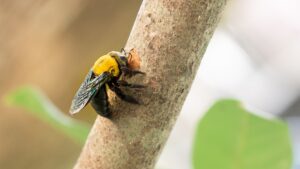 Carpenter Bee Exterminator