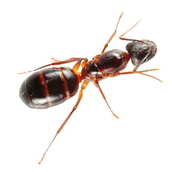 Carpenter Ants in Delaware