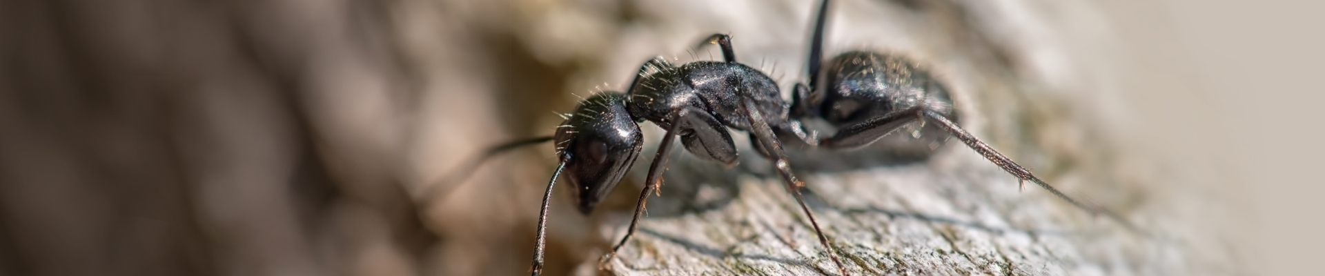 Carpenter Ant Exterminator NJ PA DE MD
