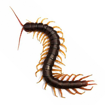 Centipedes in New Jersey