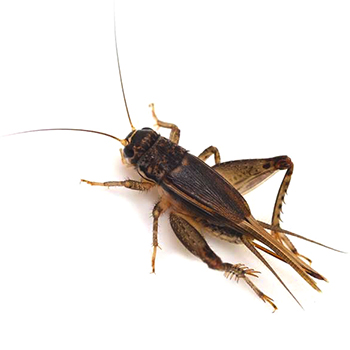 Crickets in Delaware