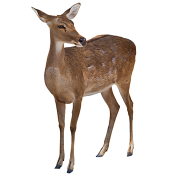 Deer
