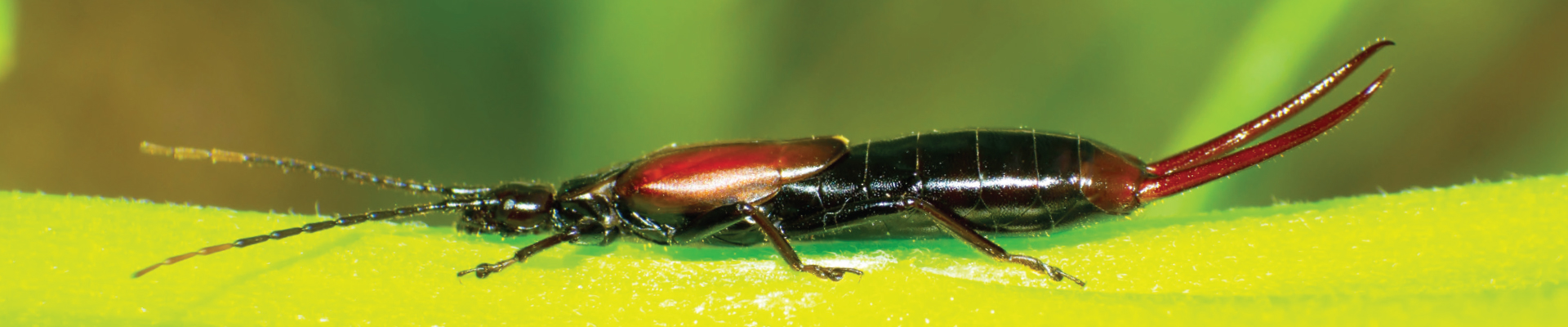 Earwig Exterminator NJ MD DE PA