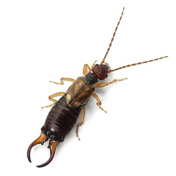 Earwigs in Delaware