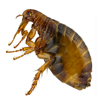 Fleas in Pennsylvania