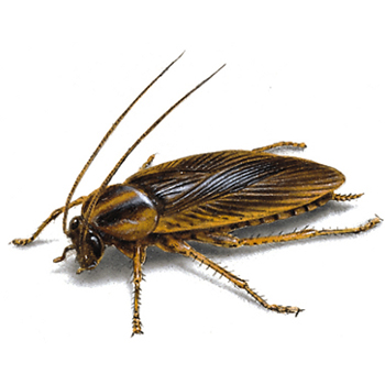 Cockroaches in Pennsylvania