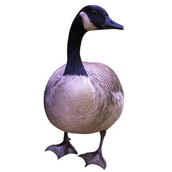 Geese Control Services in Delaware
