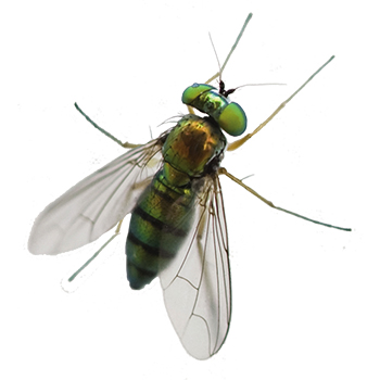 Flies and Drain Flies in Delaware