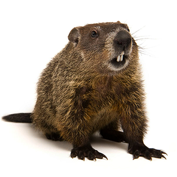 New Jersey Groundhog Control