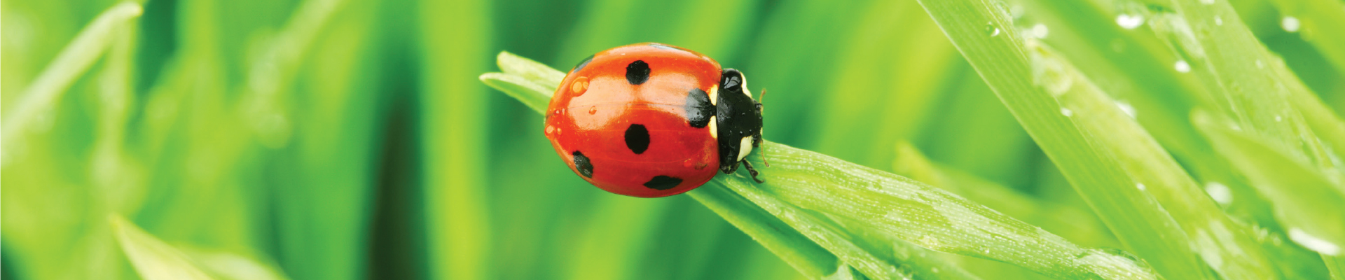 Ladybug Exterminator NJ PA DE MD