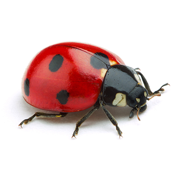Ladybugs in Maryland