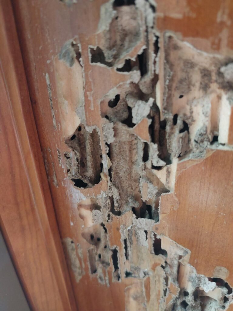 Termite Damage - Viking Pest Control