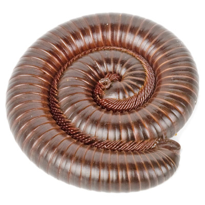 Millipedes in New Jersey