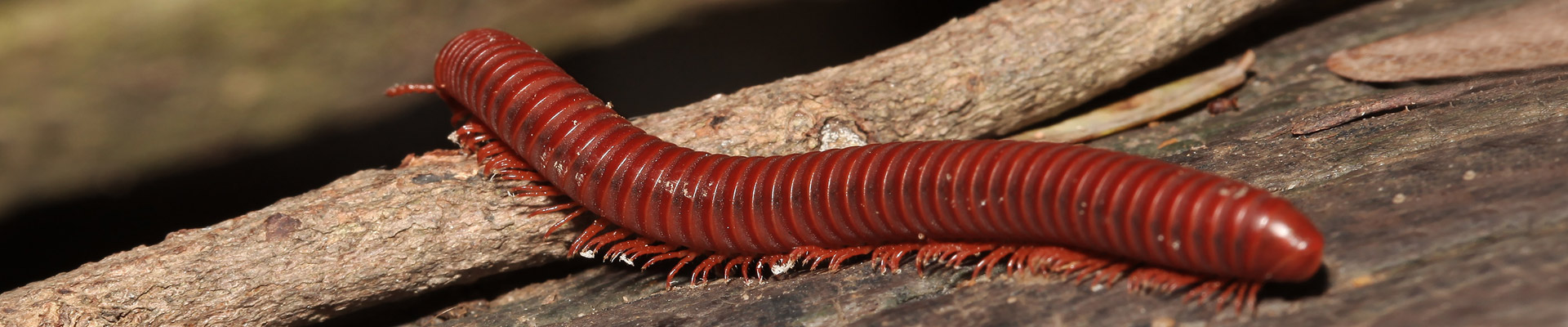 millipede-exterminator-nj-pa-md-de