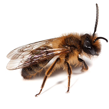 Mining Bees in Maryland