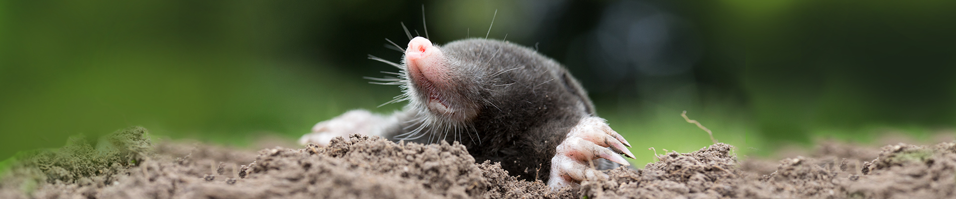 Mole Removal | Viking Pest Control