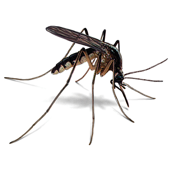 Mosquitoes in Delaware