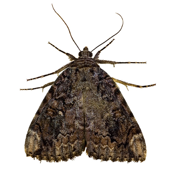 Moths in Pennsylvania