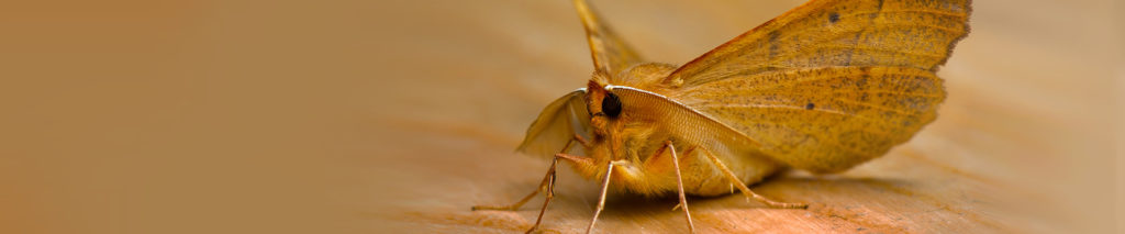 Moth Exterminators NJ DE PA MD