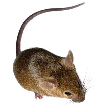 Mice in Pennsylvania
